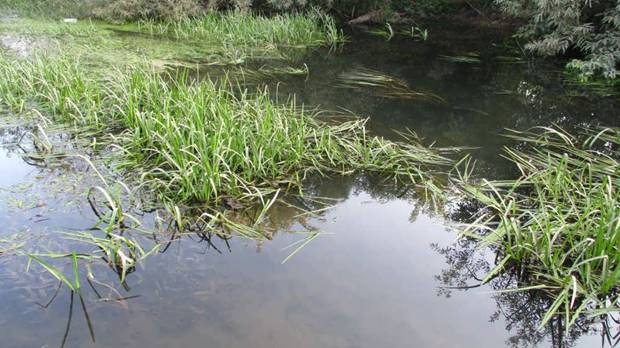 Личинка ручейника для рыбалки: где найти и как добыть