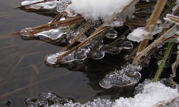 Личинка ручейника для рыбалки: где найти и как добыть