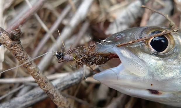 Личинка ручейника для рыбалки: где найти и как добыть