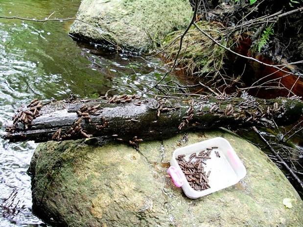 Личинка ручейника для рыбалки: где найти и как добыть