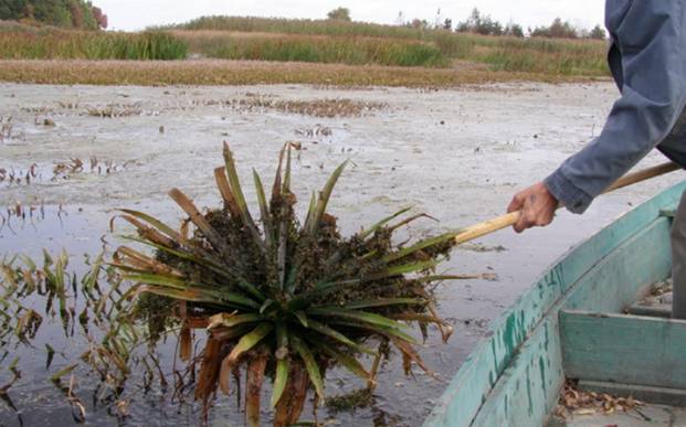 Личинка ручейника для рыбалки: где найти и как добыть