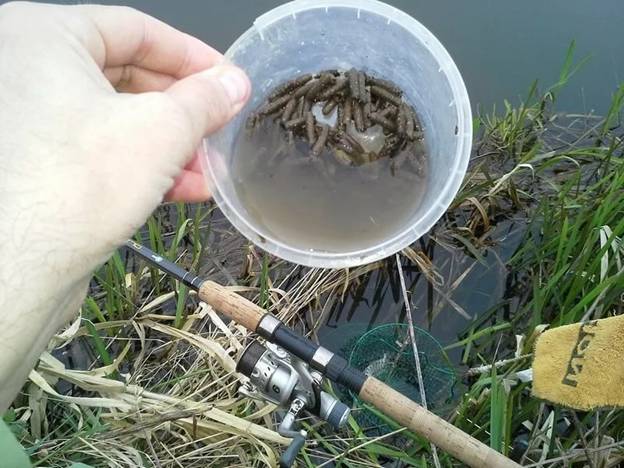 Личинка ручейника для рыбалки: где найти и как добыть