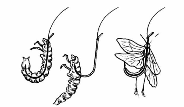 Личинка ручейника для рыбалки: где найти и как добыть