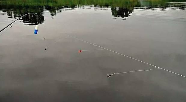 Личинка ручейника для рыбалки: где найти и как добыть