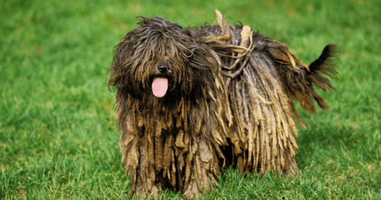 Бергамская овчарка