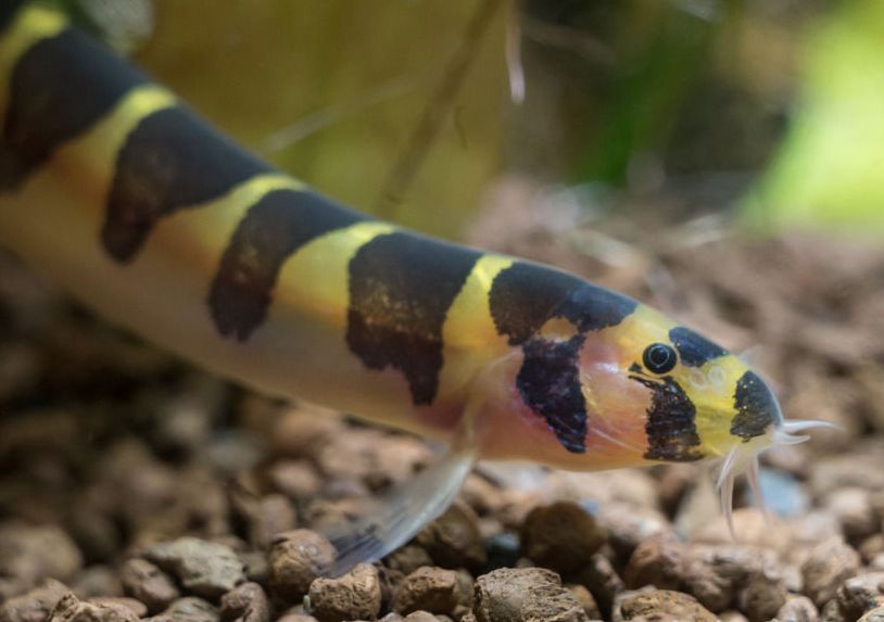 Акантофтальмус: образ жизни, содержание и уход, размножение, совместимость с другими рыбами