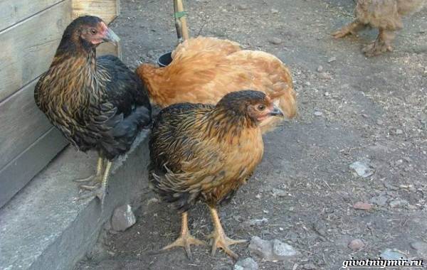 Куры-породы-Супер-Харко-от-происхождения-до-кормления-и-условий-содержания-11