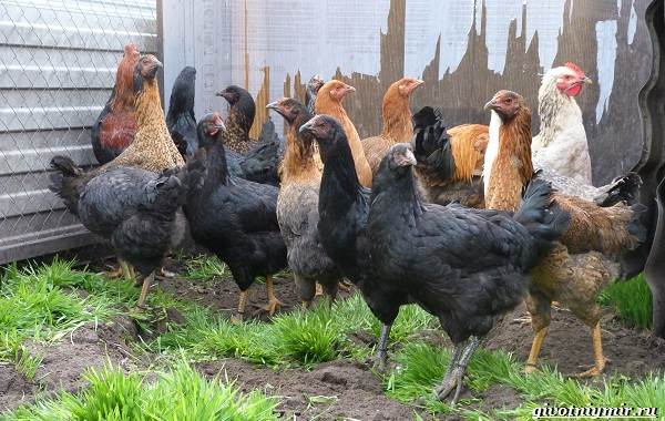 Куры-породы-Супер-Харко-от-происхождения-до-кормления-и-условий-содержания-7