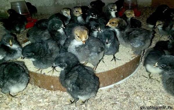 Куры-породы-Супер-Харко-от-происхождения-до-кормления-и-условий-содержания-8