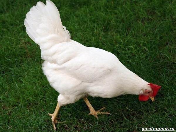 Куры-породы-Супер-Ник-от-происхождения-до-кормления-и-условий-содержания-3