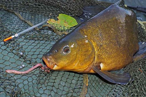 Ловля линя осенью: на поплавочную удочку, фидер и донку