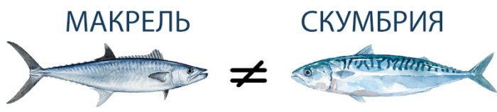 макрель и скумбрия