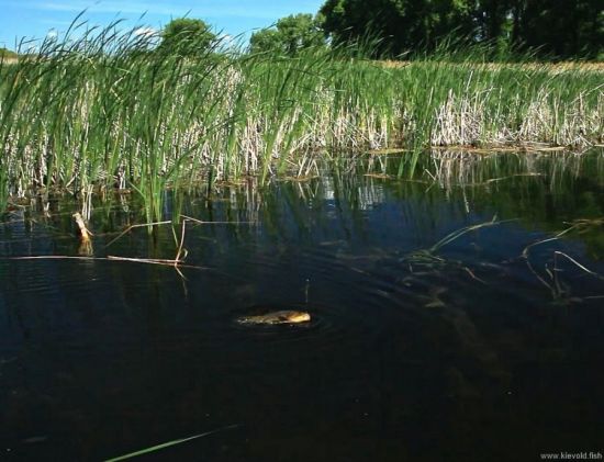 Ловля линя осенью: на поплавочную удочку, фидер и донку