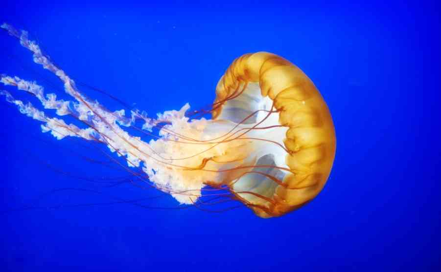 строение медузы