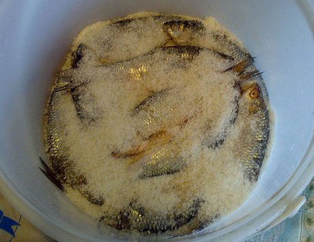 Мокрая засолка рыбы