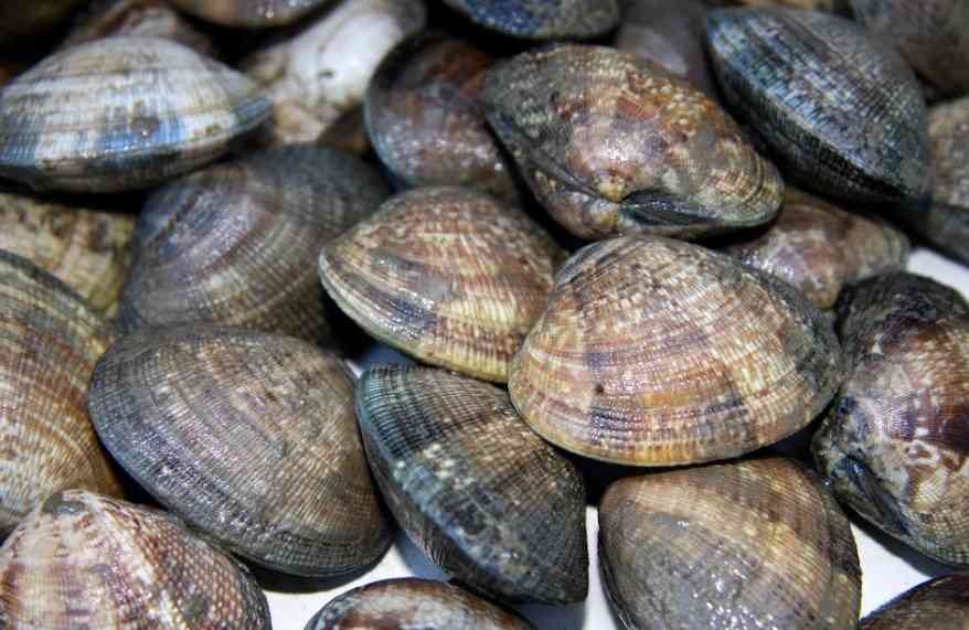 двухстворчатый моллюск