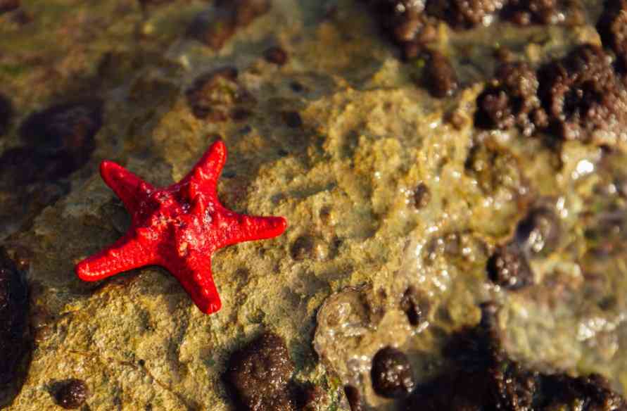 морская звезда