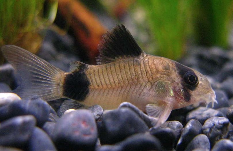 Сомики Коридорасы: содержание, уход и размножение