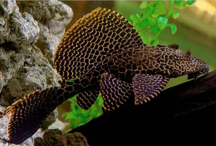 Парчовый сом (Pterygoplichthys gibbiceps)