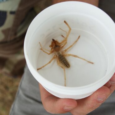 Сольпуга или фаланга