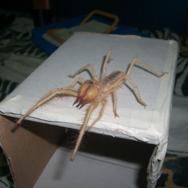 Сольпуга, бихорка или верблюжий паук (Solifugae)
