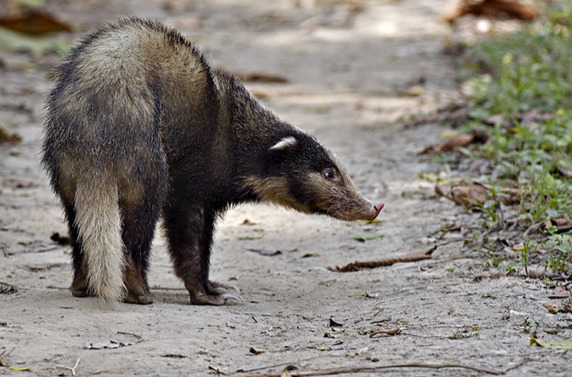 Свиной барсук теледу (Arctonyx collaris)