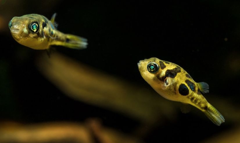 Карликовый тетрадон: совместимость, содержание, уход