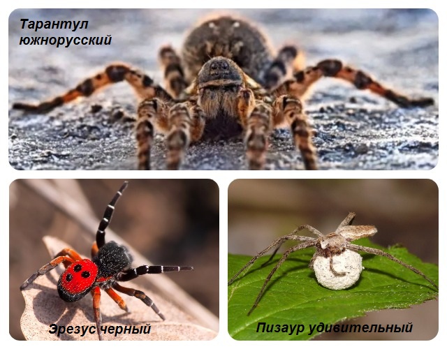 Пауки из Центральной части страны