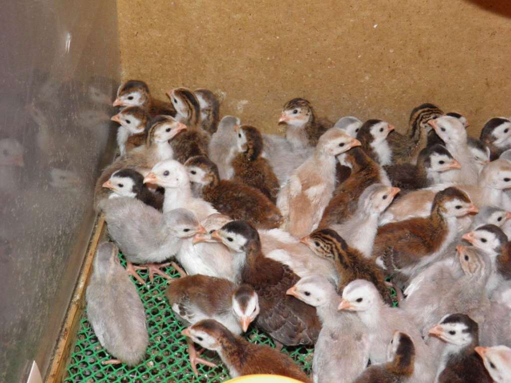 Цыплята цесарки