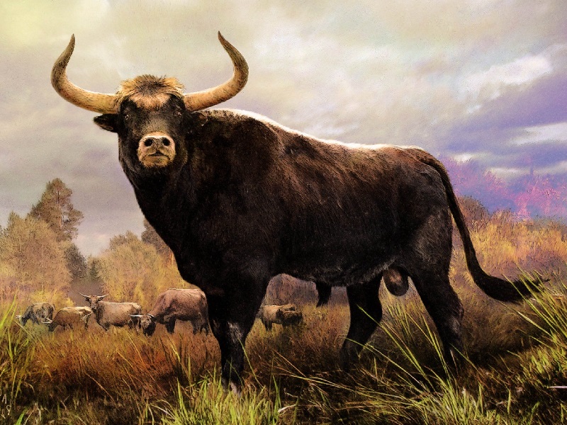 характеристика коровы