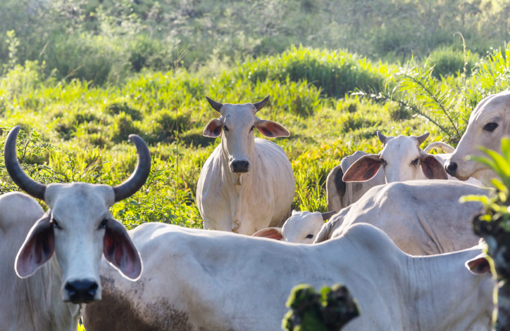 животные корова