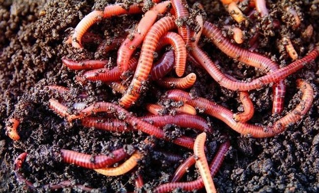 Содержание червей для рыбалки