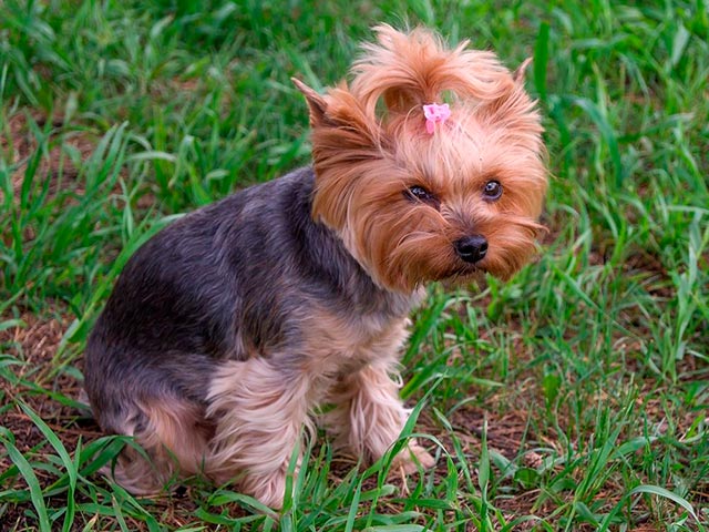 Фотография йоркширского терьера