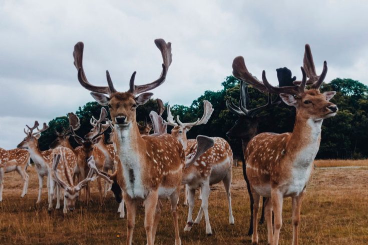 Пятнистые олени: особенности породы
