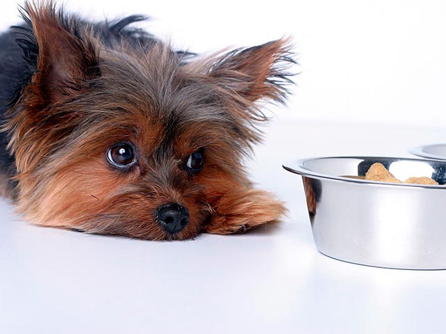 Отказывается есть Йорки Фото