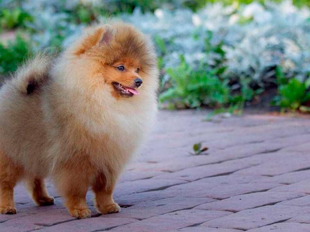 Миниатюрный померанский шпиц фото