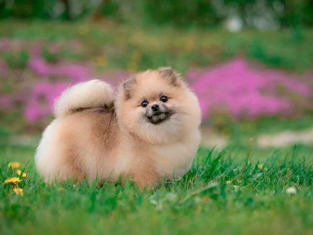 Фото с померанского шпица