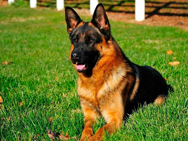 Vakkert tysk Shepherd-bilde