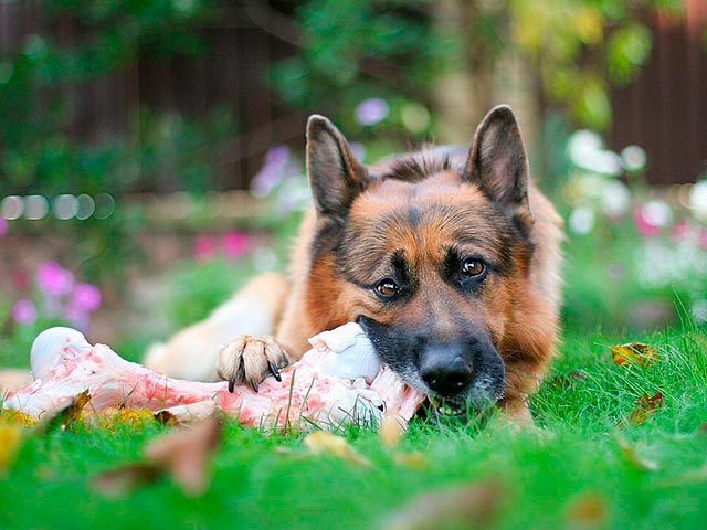 Mannlig schæferbilde