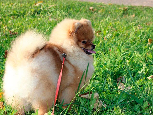 Померанский шпиц на природе, фото