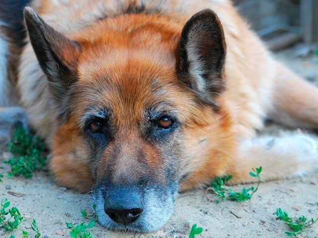 Gammelt gråhåret schæfer-bilde