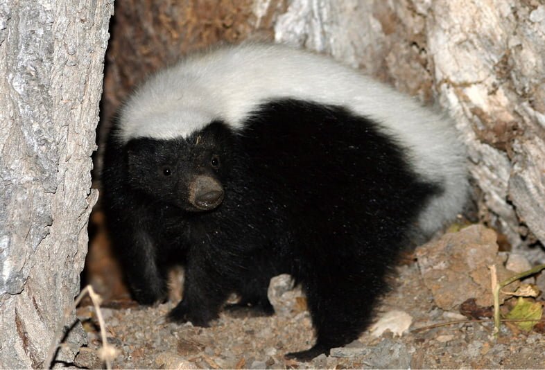 восточно-мексиканский скунс