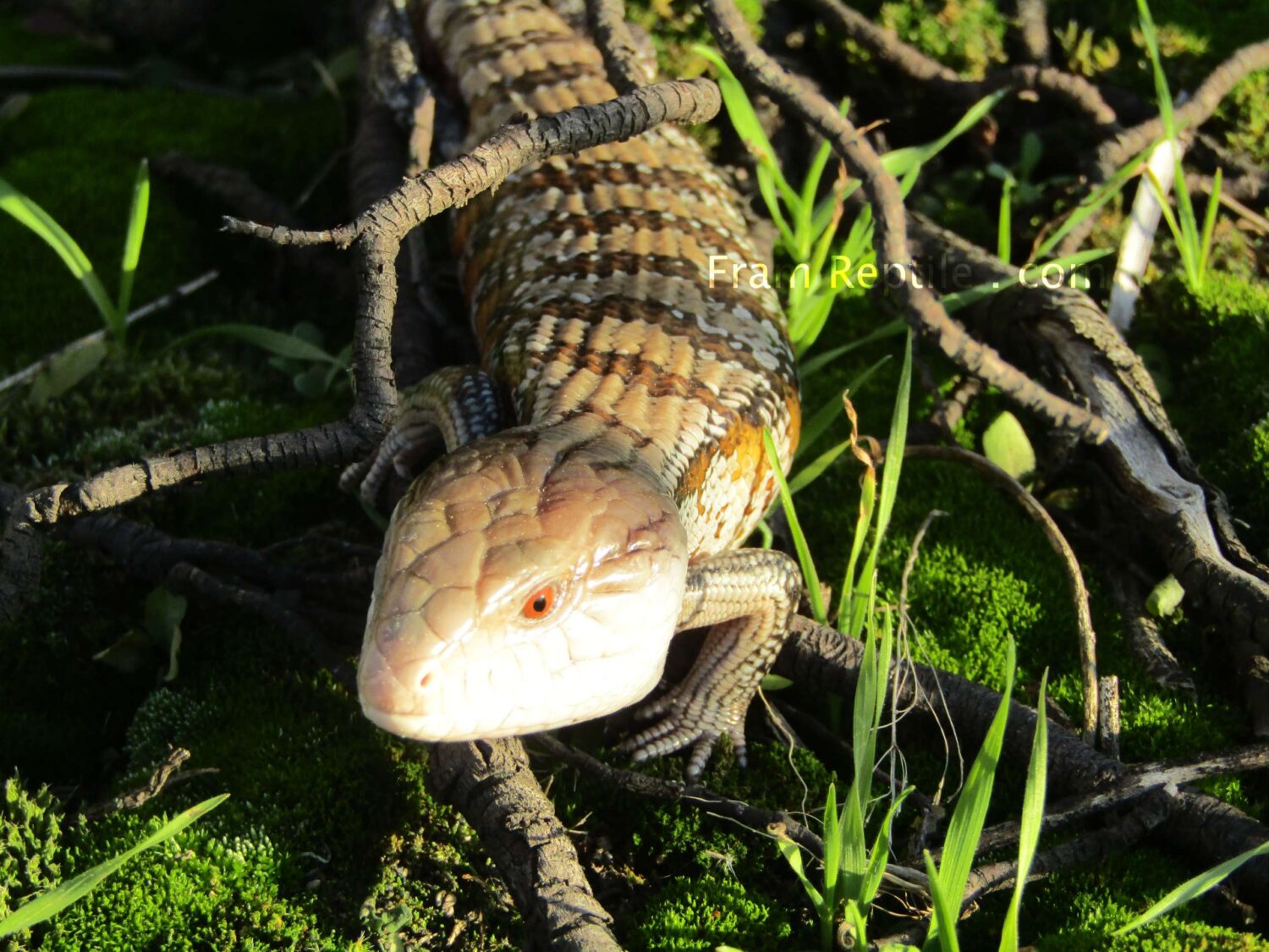 Синеязыкий сцинк – описание, виды, содержание и уход