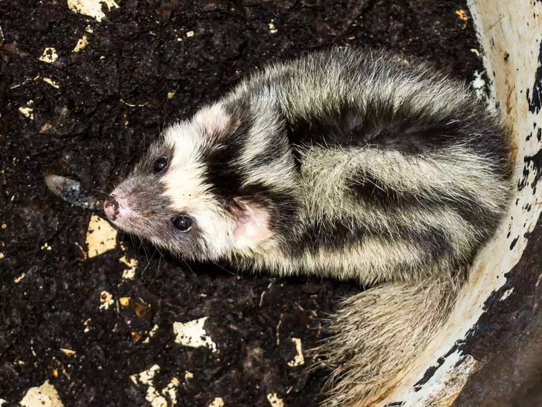 Карликовый пятнистый скунс забился в грязь и смотрит вверх камея