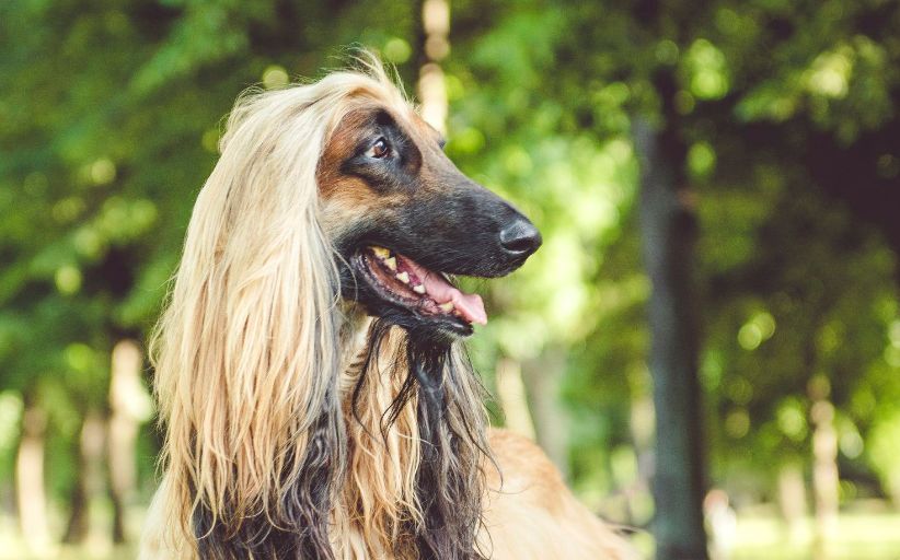 Афганская борзая — описание породы, особенности этих собаки