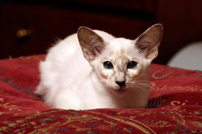 Балинезийская кошка: описание породы, внешний вид, характер, окрас, уход, кормление, плюсы и минусы