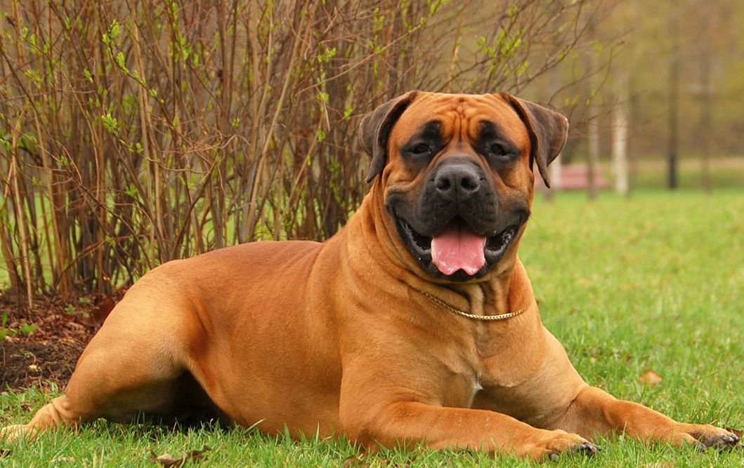 Бурбуль африканский - описание, характер, характеристики