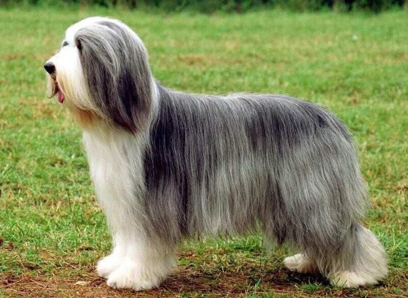 Бородатый колли — советы по уходу и питанию