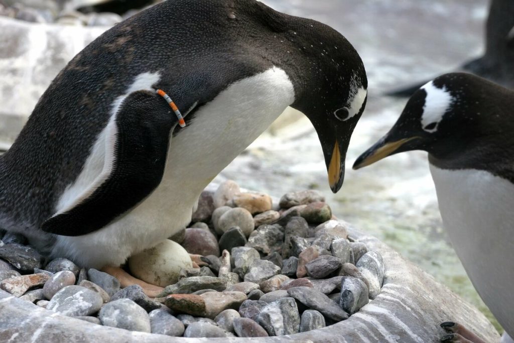 жизнь пингвинов