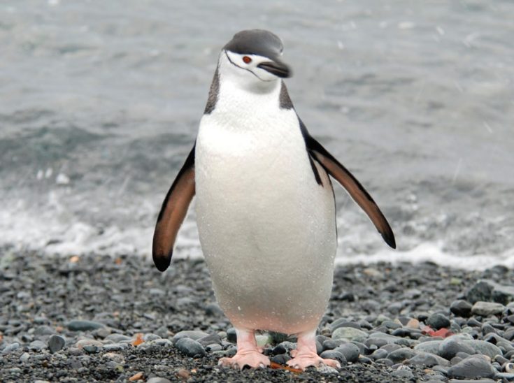 Антарктические пингвины